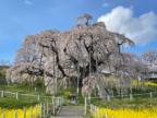 樹齢推定1000年超え！日本三大桜「三春滝桜」