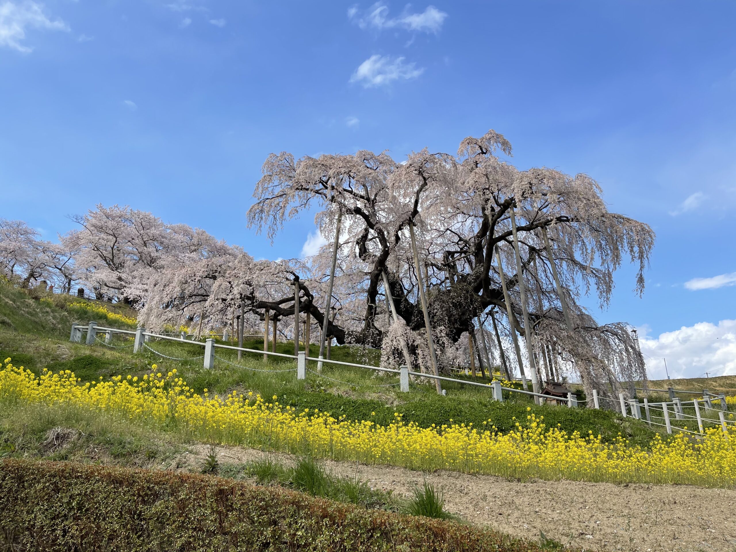 樹齢推定1000年超え！日本三大桜「三春滝桜」 | findふくしま | 福島の