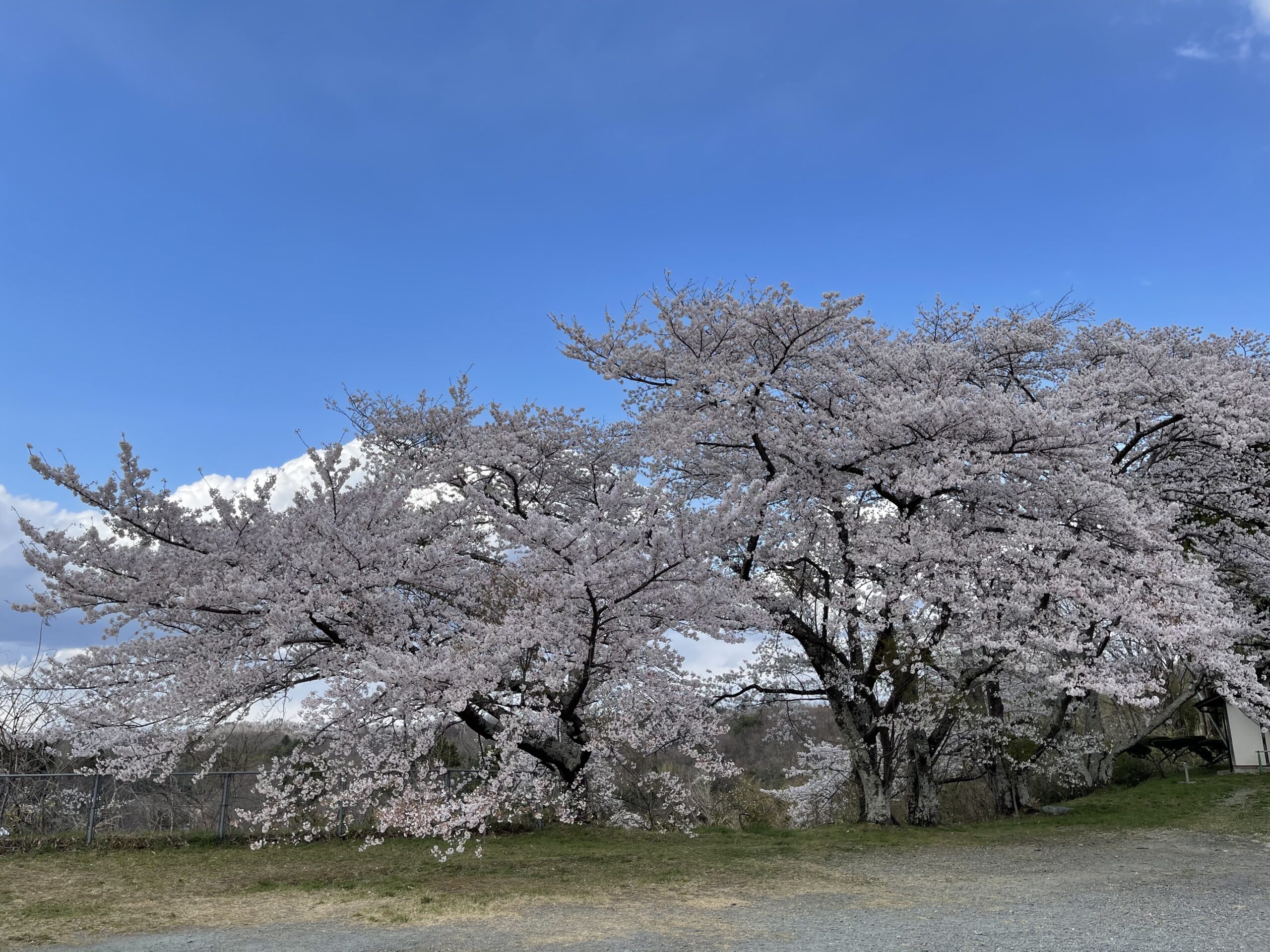 樹齢推定1000年超え！日本三大桜「三春滝桜」 | findふくしま | 福島の