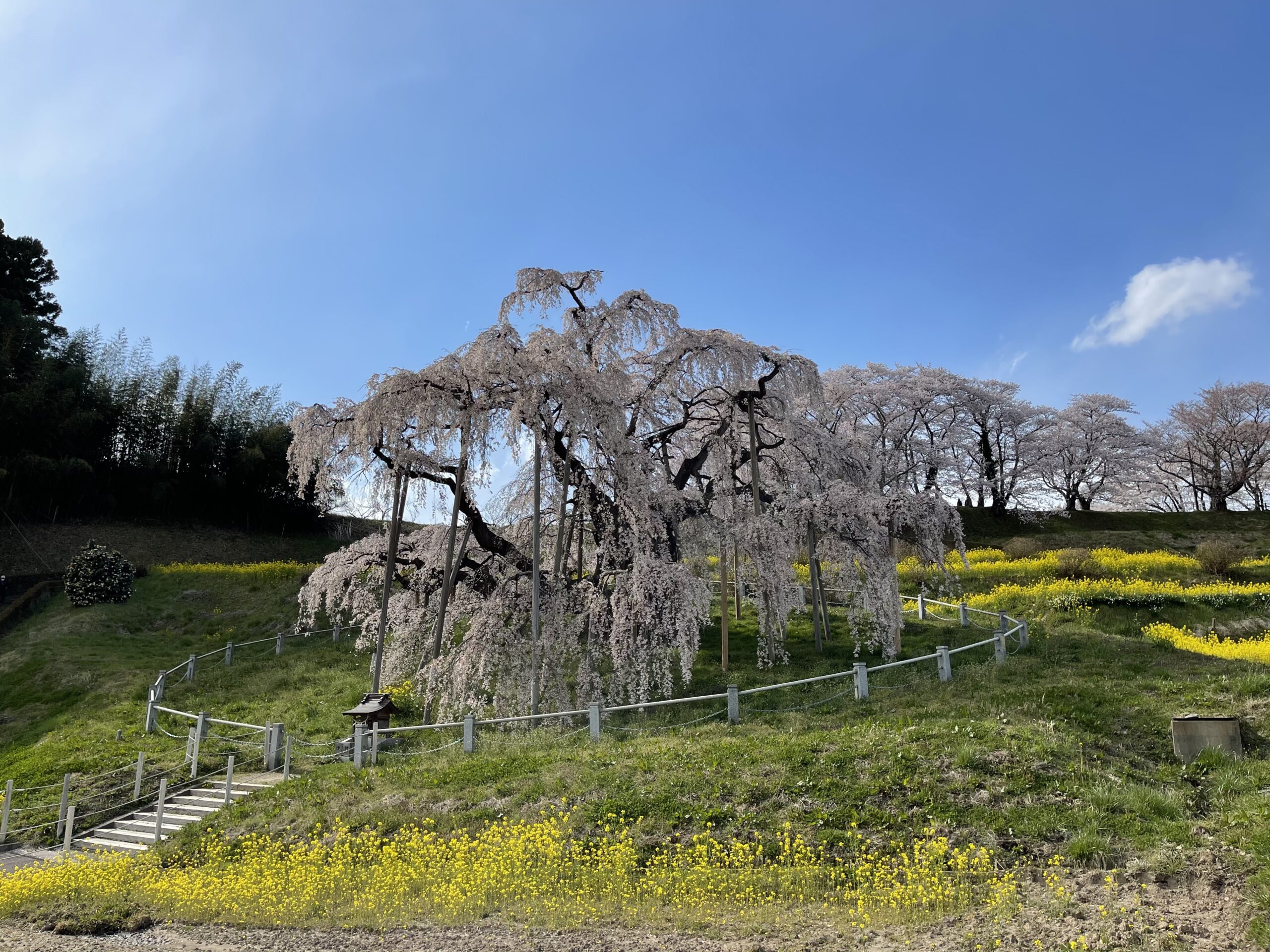 樹齢推定1000年超え！日本三大桜「三春滝桜」 | findふくしま | 福島の