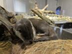 【１】福島の自然に暮らす生き物を知り多様性について学べる！アクアマリンいなわしろカワセミ水族館「１号館」