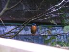 【２】福島の水辺に暮らす生き物を知り多様性について学べる！アクアマリンいなわしろカワセミ水族館「２号館」