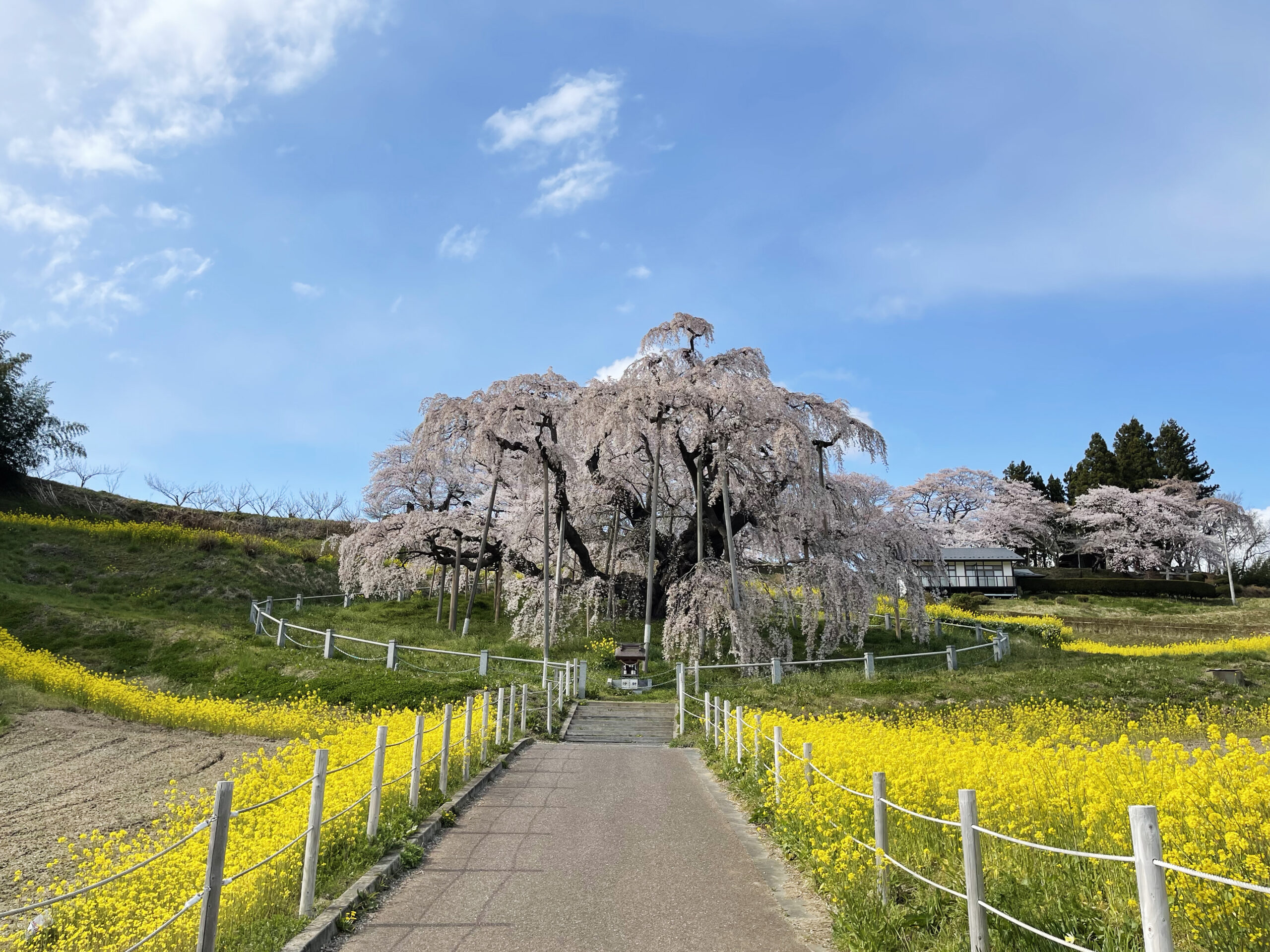 樹齢推定1000年超え！日本三大桜「三春滝桜」 | findふくしま | 福島の